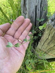 Chenopodium robertianum