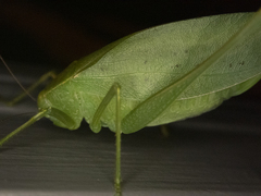 Amblycorypha