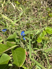 Commelina lanceolata