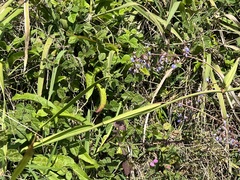 Dianella caerulea
