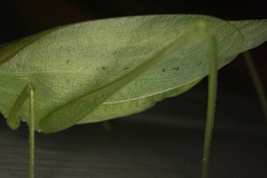 Amblycorypha