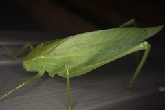 Amblycorypha