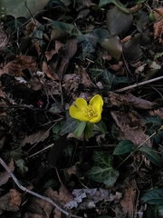 Eranthis hyemalis
