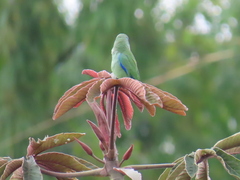 Forpus conspicillatus