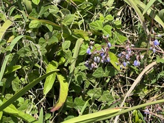 Dianella caerulea