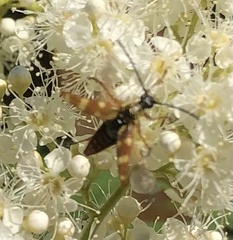 Typocerus velutinus