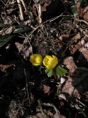 Eranthis hyemalis