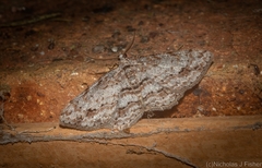 Didymoctenia exsuperata