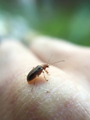 Psathyrocerus