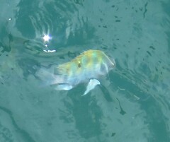 Abudefduf troschelii