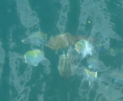 Abudefduf troschelii