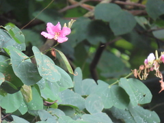 Bauhinia