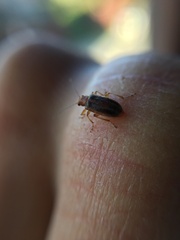 Psathyrocerus