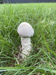 Saproamanita thiersii