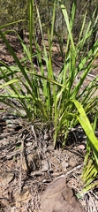 Dianella brevipedunculata