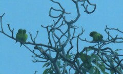 Brotogeris jugularis