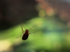 Psathyrocerus