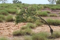 Clerodendrum floribundum