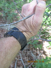 Litylenchus crenatae