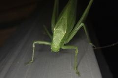 Amblycorypha