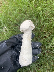 Saproamanita thiersii