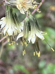 Nabalus serpentarius