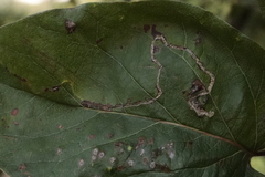 Lyonetia clerkella