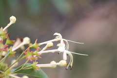 Clerodendrum floribundum