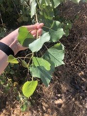 Populus