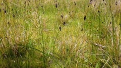 Enneapogon nigricans