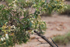 Clerodendrum floribundum