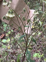 Nabalus serpentarius