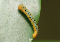 Dysphania percota