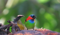 Tangara cyanocephala