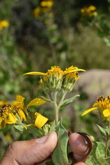 Aldama cordifolia