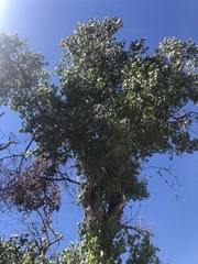 Populus