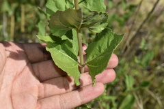 Aldama cordifolia