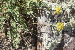 Cymopterus lemmonii