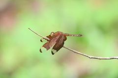 Neurothemis fulvia