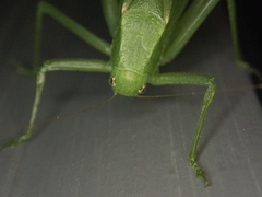 Amblycorypha