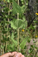 Aldama cordifolia