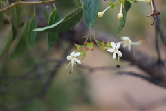 Clerodendrum floribundum