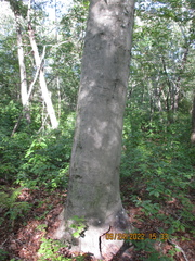 Litylenchus crenatae