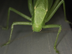 Amblycorypha