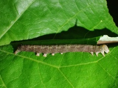 Rusicada nigritarsis