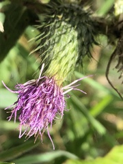 Cirsium vulgare