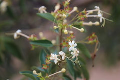 Clerodendrum floribundum