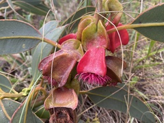 Eucalyptus tetraptera