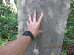 Litylenchus crenatae