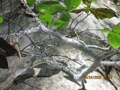 Litylenchus crenatae